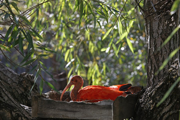 scarlet ibis