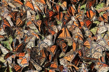 Crédence de cuisine en verre imprimé Papillon Monarch Butterflies in Michoacan, Mexico, millions are migrating every year and waking up with the sun.