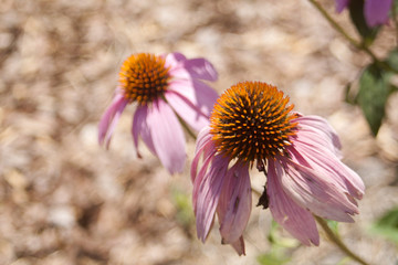 Echinacea