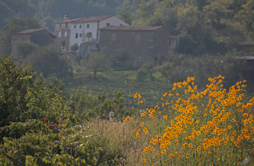 Naklejka premium yellow marigolds n house