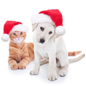Cute Christmas pet puppy dog and kitten cat dressed up in Santa hats on white background