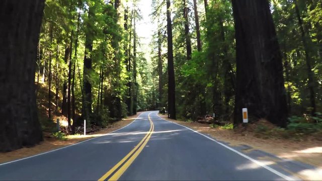 Slow motion, POV drive Redwood National Park, scenic driving.