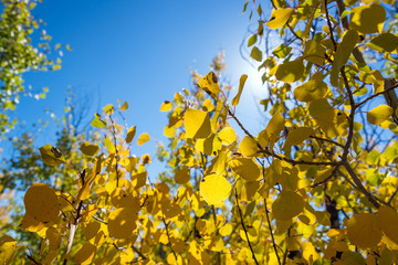 Yellow Aspen Leaves Closeup