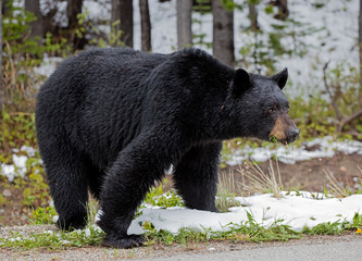 Fototapeta premium American Black Bear - male