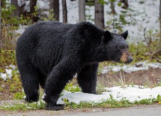 American Black Bear - male