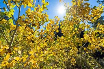 Aspen Trees and Sun