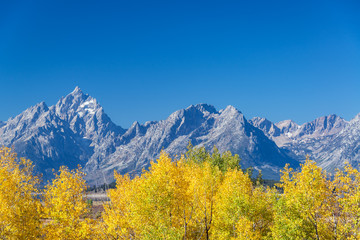 Aspen Trees and Teton Range