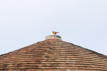 Animals: Bird on a roof