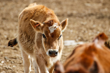 Naklejka na ściany i meble Animals: Young heifer cows