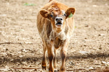 Animals: Young heifer cows