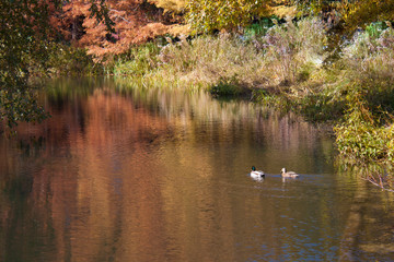 Ducks swimming in a lake