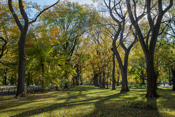 Fototapeta premium Trees in central park, Manhattan, USA