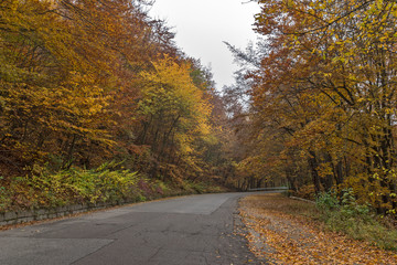 Road and Autumn trees, Vitosha Mountain, Sofia City Region, Bulgaria