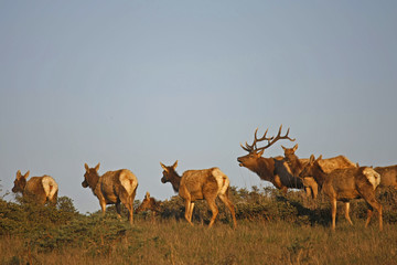 elk