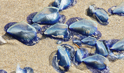 Blue jellyfish © cascoly2