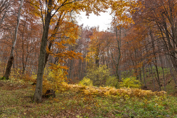 Obraz premium Amazing landscape with Yellow leafs of beech, Vitosha Mountain, Sofia City Region, Bulgaria