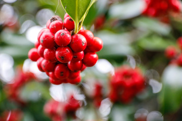 Nature: Mountain Ash Berries