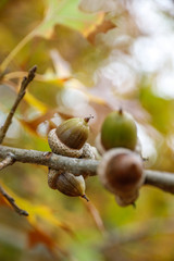 Nature: Acorns in the fall