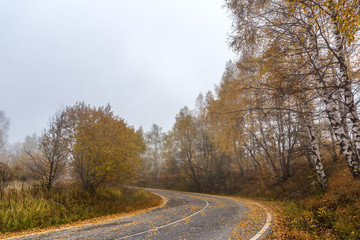 Mountain road and yellow leafs of Birch, Vitosha Mountain, Sofia City Region, Bulgaria