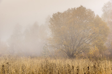 Obraz na płótnie Canvas Yellow tree and fog, Vitosha Mountain, Sofia City Region, Bulgaria