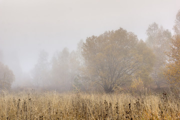 Autumn view with Yellow tree and fog,  Vitosha Mountain, Sofia City Region, Bulgaria