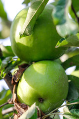 Food: Green apples growing
