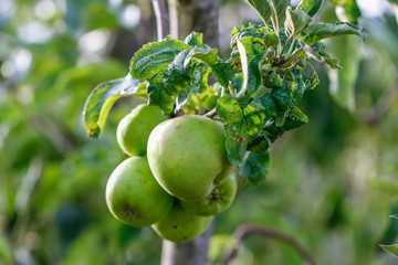 Food: Green apples growing
