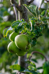 Food: Green apples growing