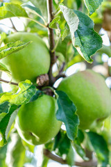 Food: Green apples growing