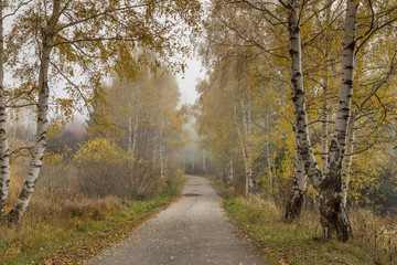 Autumn Landscape with birches along the way, Vitosha Mountain, Sofia City Region, Bulgaria