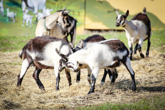 Animals: Goats playing