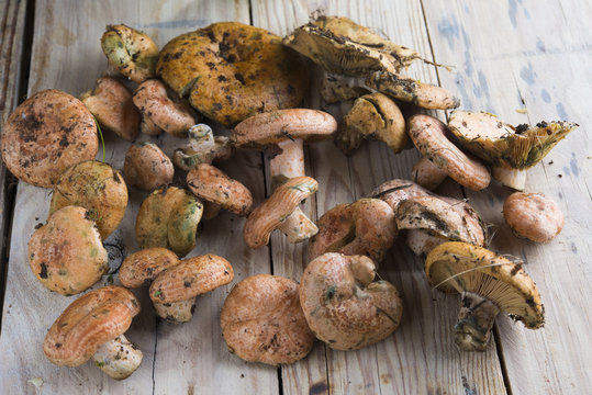 Mushrooms Rovellon