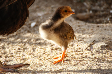 Animals: Baby chick © mbennett