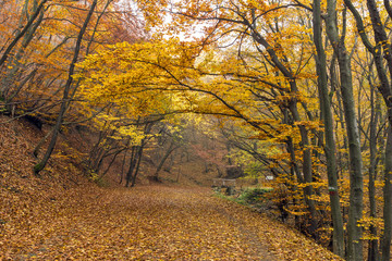 Fototapeta premium Amazing Autumn Landscape of mountain foodpath, Vitosha Mountain, Sofia City Region, Bulgaria
