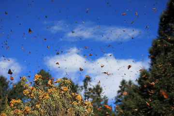 Monarch Butterflies in Michoacan, Mexico, millions are migrating every year and waking up with the...