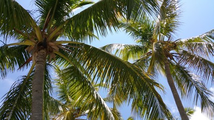 Sunshine Through the Palms