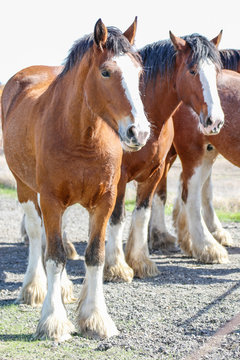 Animals: Clydesdale Horses