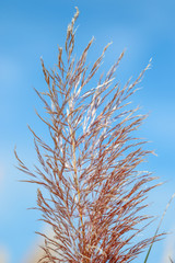 Nature: Pampas grass