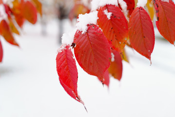 紅葉と初雪