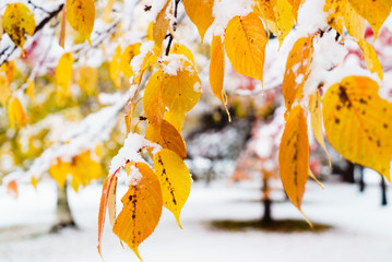 黄色の紅葉と初雪