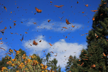 Naklejka premium Monarch Butterflies w Michoacan, Meksyk, miliony migrują każdego roku i budzą się ze słońcem.