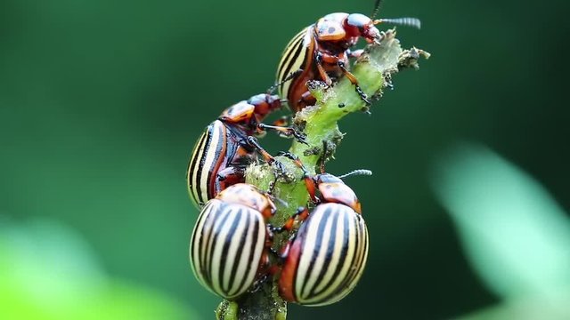 Colorado potato beetles, plant pest, insects vermin. Colorado beetles on potato plant
