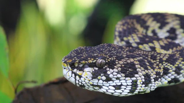 Close up of Mangrove Pitviper snake ( Trimeresurus purpureomaculatus) from Thailand