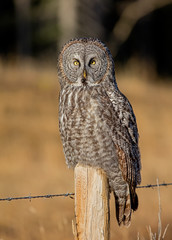 Great Grey Owl