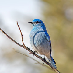Obraz premium Mountain Bluebird