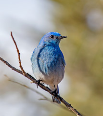Mountain Bluebird