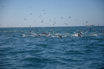 Naklejka premium Sealion boil feeding frenzy accompanying school of Humpback whales