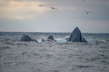 Humpback Whales in feeding frenzy Pacific Coast California