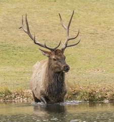 Elk Drool - A 6x6 point antler bull elk drips and drools water from his mouth and neck after taking a drink from the favorite watering hole.
