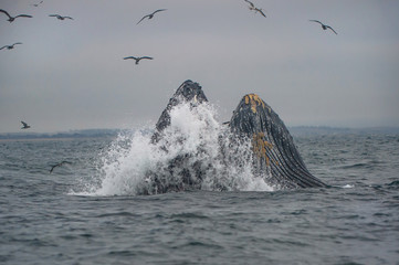 Humpback Whales in feeding frenzy Pacific Coast California